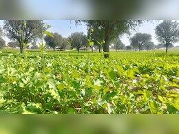 राजस्थान में बदल रहा मौसम, कृषि विभाग अलर्ट, जानें फसलों को बचाने के उपाय? राजस्थान में बदल रहा मौसम, कृषि विभाग अलर्ट, जानें फसलों को बचाने के उपाय?
