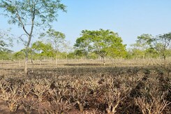 Highlights Of 2023: Impact Of Climate Change On Agriculture, Food Prices And Nutrition Highlights Of 2023: Impact Of Climate Change On Agriculture, Food Prices And Nutrition