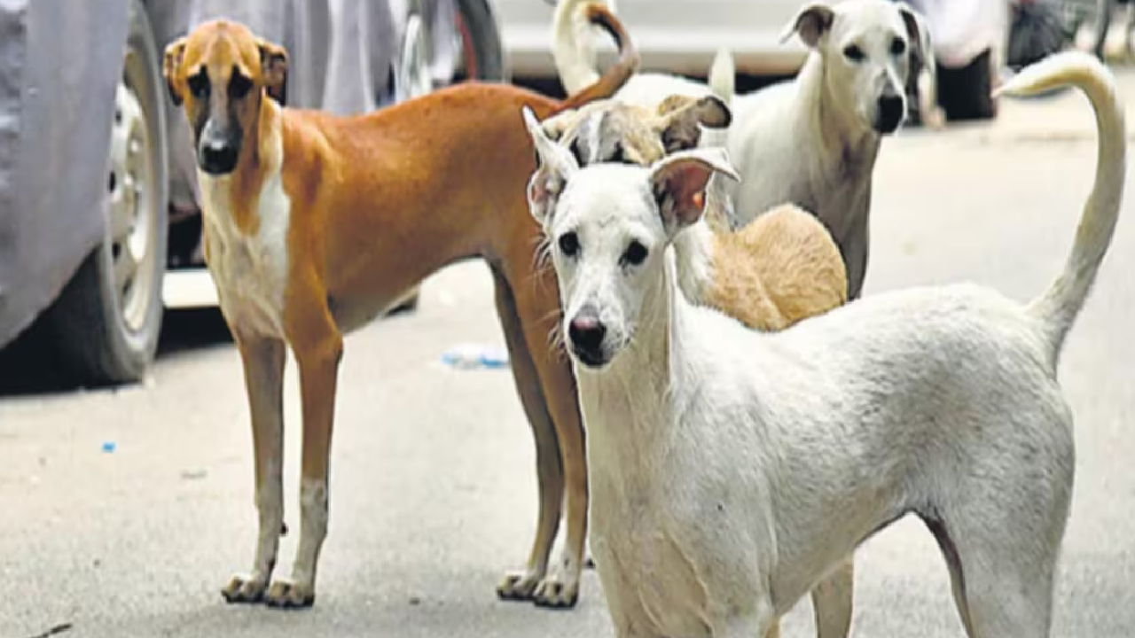 भोपाल में फिर मचा बवाल, आवारा कुत्ते के काटने से मासूम की मौत !