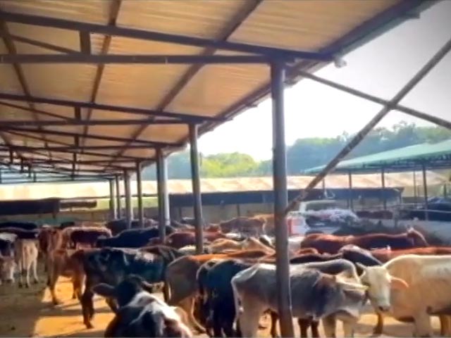 देहरादून की गौशाला में कई गाय मृत पाई गई