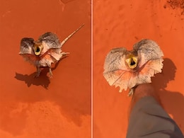 ड्रैगन छिपकली का ये रूप देख घबराए गए लोग, बोले- क्या डायनासोर वापस आने वाले हैं ड्रैगन छिपकली का ये रूप देख घबराए गए लोग, बोले- क्या डायनासोर वापस आने वाले हैं