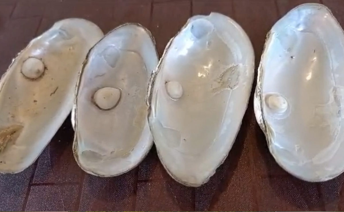 'सेव, साड़ी और सोने' के लिए मशहूर रतलाम, अब 'मोतियों की खेती' में भी कमा रहा है नाम