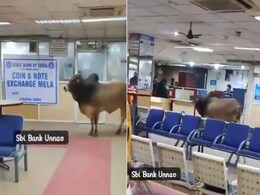 दिन दहाड़े SBI बैंक के अंदर घुसा सांड, घूम-घूमकर फैलाई दहशत, वीडियो देख लोग बोले- पैसे निकालने आया होगा दिन दहाड़े SBI बैंक के अंदर घुसा सांड, घूम-घूमकर फैलाई दहशत, वीडियो देख लोग बोले- पैसे निकालने आया होगा