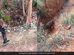 गड्ढे में गिर गया था हाथी का बच्चा, मां से मिलने के लिए हो रहा था परेशान, वन अधिकारियों ने ऐसे किया रेस्क्यू गड्ढे में गिर गया था हाथी का बच्चा, मां से मिलने के लिए हो रहा था परेशान, वन अधिकारियों ने ऐसे किया रेस्क्यू