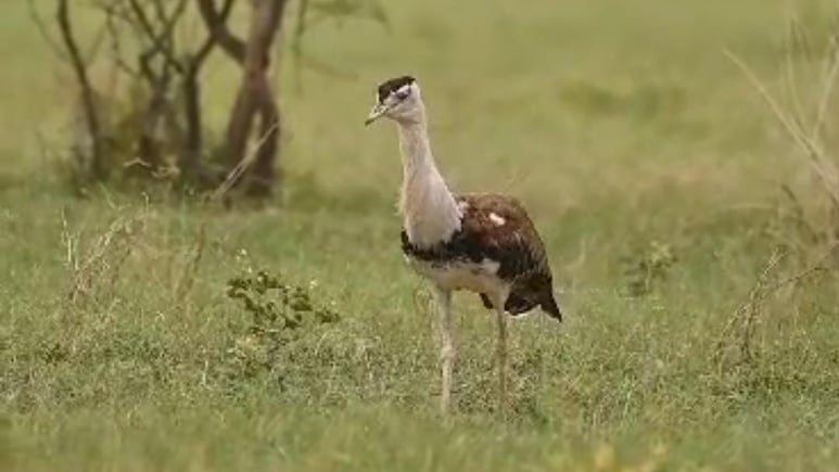 राजस्थान में हाइटेंशन लाइन के करंट से टूट रही दुर्लभ पक्षियों की सांसें, दो माह में 16 की मौत