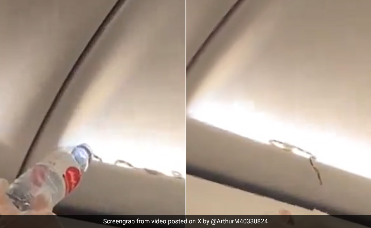 Video: AirAsia Passengers Discover Live Snake Slithering In Overhead Cabin On Bangkok Flight
