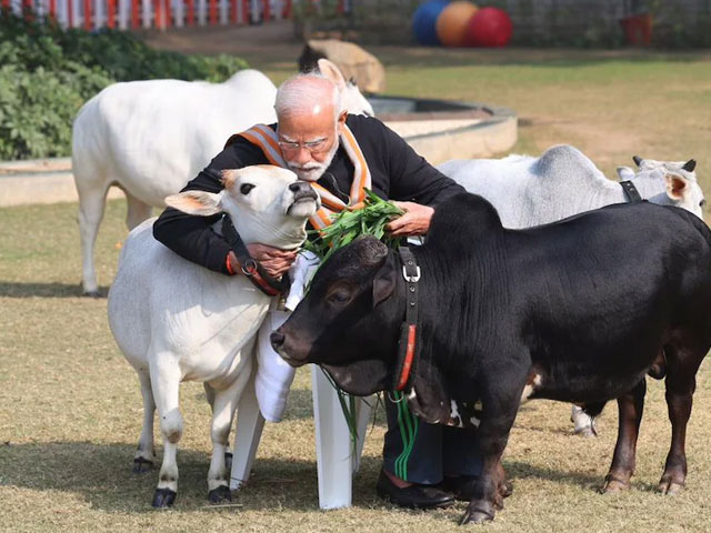 PM Modi Feeds Cows At His Residence On Makar Sankranti