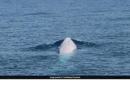 Watch: Extremely Rare White Whale Spotted For The First Time In Thailand's Phuket Watch: Extremely Rare White Whale Spotted For The First Time In Thailand's Phuket