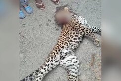 Leopard Dies After Being Run Over By Vehicle In UP's Pilibhit Leopard Dies After Being Run Over By Vehicle In UP's Pilibhit