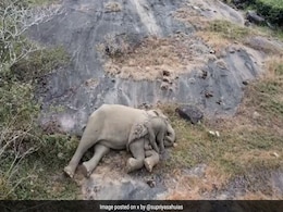मां से दोबारा मिला तो गोद में लेटकर खेलता दिखा हाथी का बच्चा, प्यारा Video देख भावुक हुए लोग मां से दोबारा मिला तो गोद में लेटकर खेलता दिखा हाथी का बच्चा, प्यारा Video देख भावुक हुए लोग