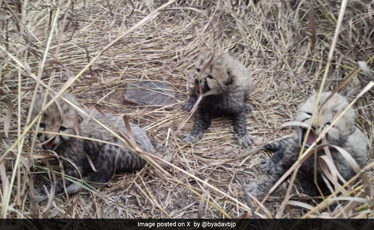 "Purrs In The Wild": 3 Cubs Born To Namibian Cheetah In Kuno National Park