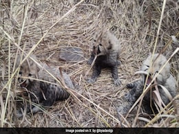 "Purrs In The Wild": 3 Cubs Born To Namibian Cheetah In Kuno National Park "Purrs In The Wild": 3 Cubs Born To Namibian Cheetah In Kuno National Park