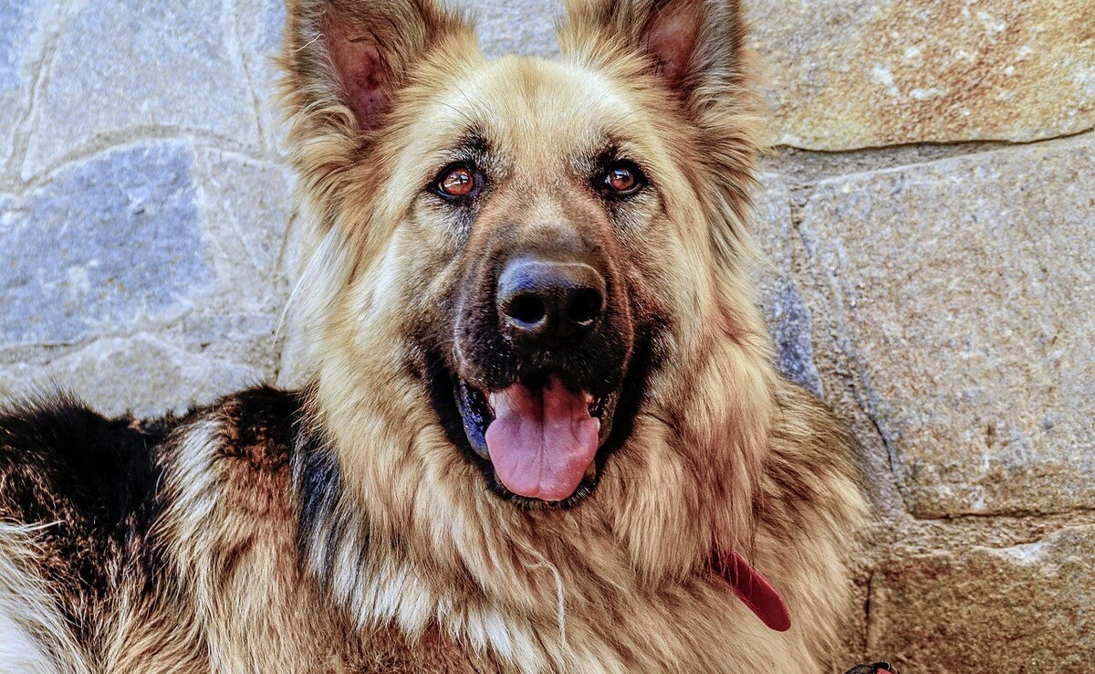 VIDEO ये हो क्या रहा है, कुत्ते को लेकर हुआ विवाद, लड़कियों ने बुजुर्ग