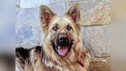 Dog Attacks, Bites Woman In Noida Housing Society, Case Against Pet Owner
