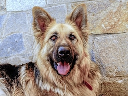Dog-Killing "Liver Fluke" Parasite Spreading Fast Across US Dog-Killing "Liver Fluke" Parasite Spreading Fast Across US