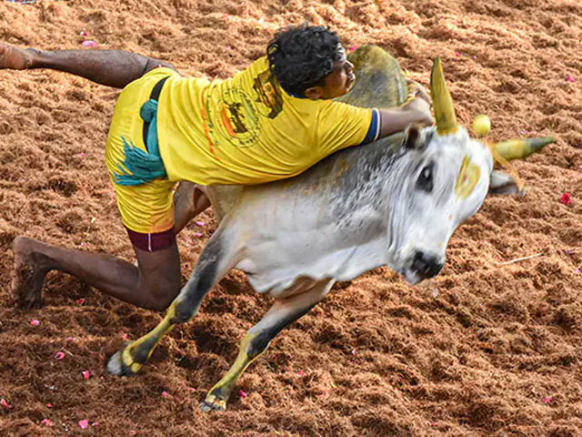 10 People Seriously Injured At Jallikattu Event In Tamil Nadu