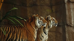 2 Tiger Bodies Found In Maharashtra Reserve, "Territorial Fight" Suspected