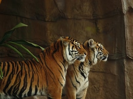 2 Tiger Bodies Found In Maharashtra Reserve, "Territorial Fight" Suspected 2 Tiger Bodies Found In Maharashtra Reserve, "Territorial Fight" Suspected