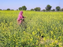 Unrest In Bangladesh Hits Mustard Industry In Madhya Pradesh