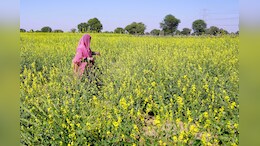 Rajasthan Raining: बारिश से सरसो और चने की फसल प्रभावित, किसानों की बढ़ी चिंता