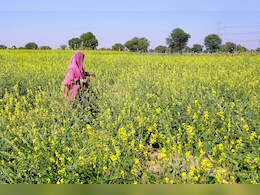 Rajasthan Raining: बारिश से सरसो और चने की फसल प्रभावित, किसानों की बढ़ी चिंता