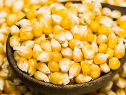 स्वाद और सेहत से भरपूर होता है मक्का, सरकार ने भी उत्पादन को दोगुना करने का रखा लक्ष्य स्वाद और सेहत से भरपूर होता है मक्का, सरकार ने भी उत्पादन को दोगुना करने का रखा लक्ष्य