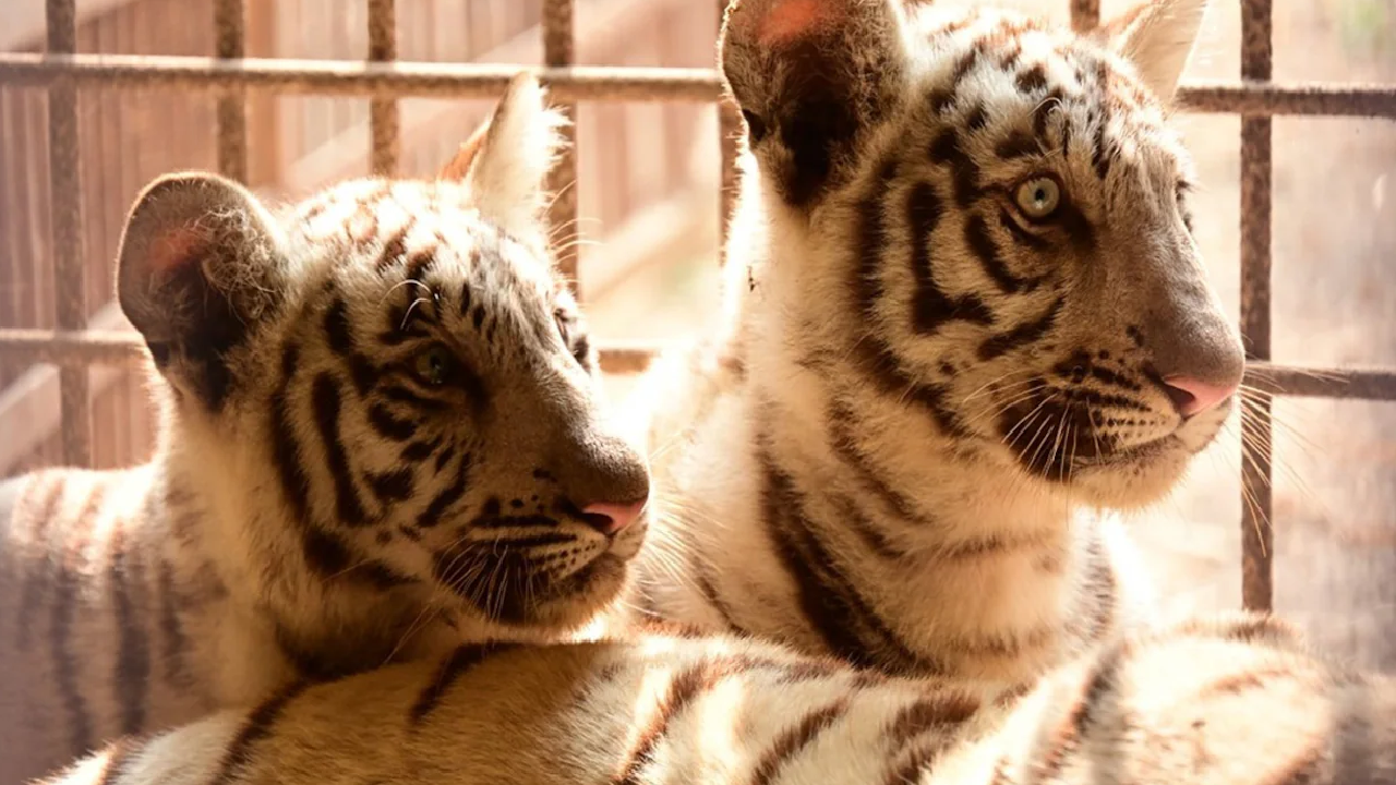 सफेद बाघिन रोमा के दो नन्हें शावक बढ़ाएंगे Maitri Bagh की रौनक, पहले से 10 बाघ मौजूद