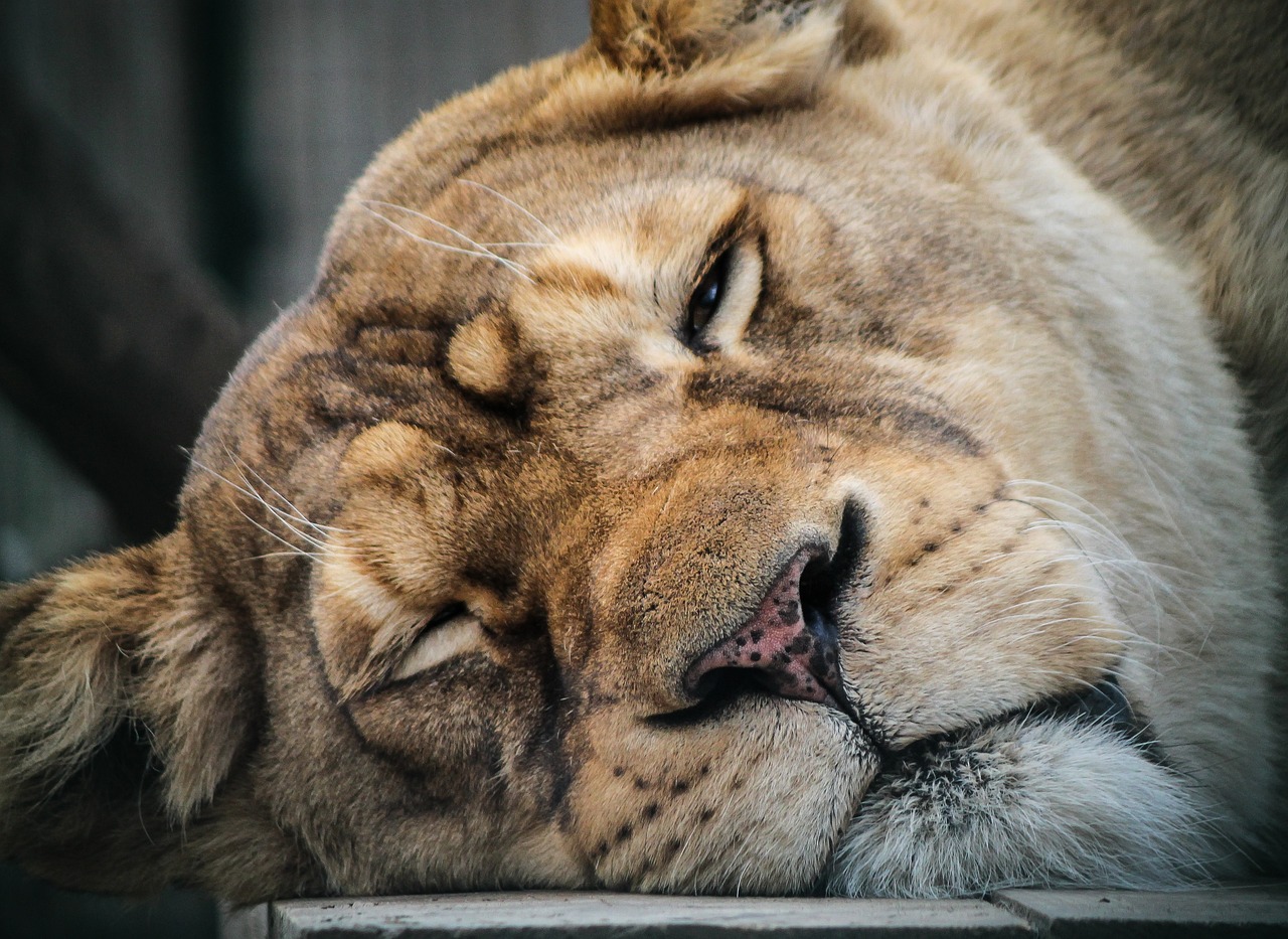 Lioness 'Indhu', Rescued From Circus 20 Years Ago, Dies At Tirupati Zoo