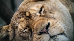 Lioness Dies After Being Hit By Train In Gujarat, 3rd Incident This Month