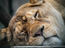 Lioness Dies After Being Hit By Train In Gujarat, 3rd Incident This Month Lioness Dies After Being Hit By Train In Gujarat, 3rd Incident This Month