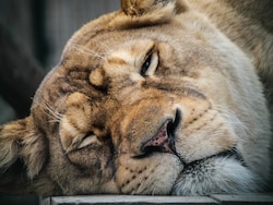 Lioness &#039;Indhu&#039;, Rescued From Circus 20 Years Ago, Dies At Tirupati Zoo