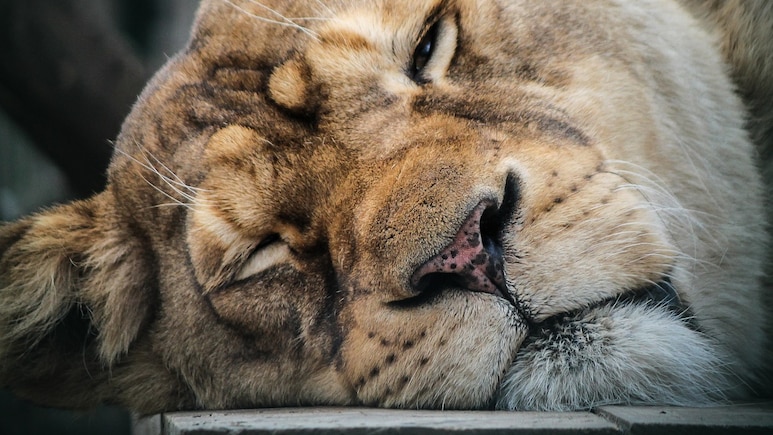 Lioness 'Indhu', Rescued From Circus 20 Years Ago, Dies At Tirupati Zoo