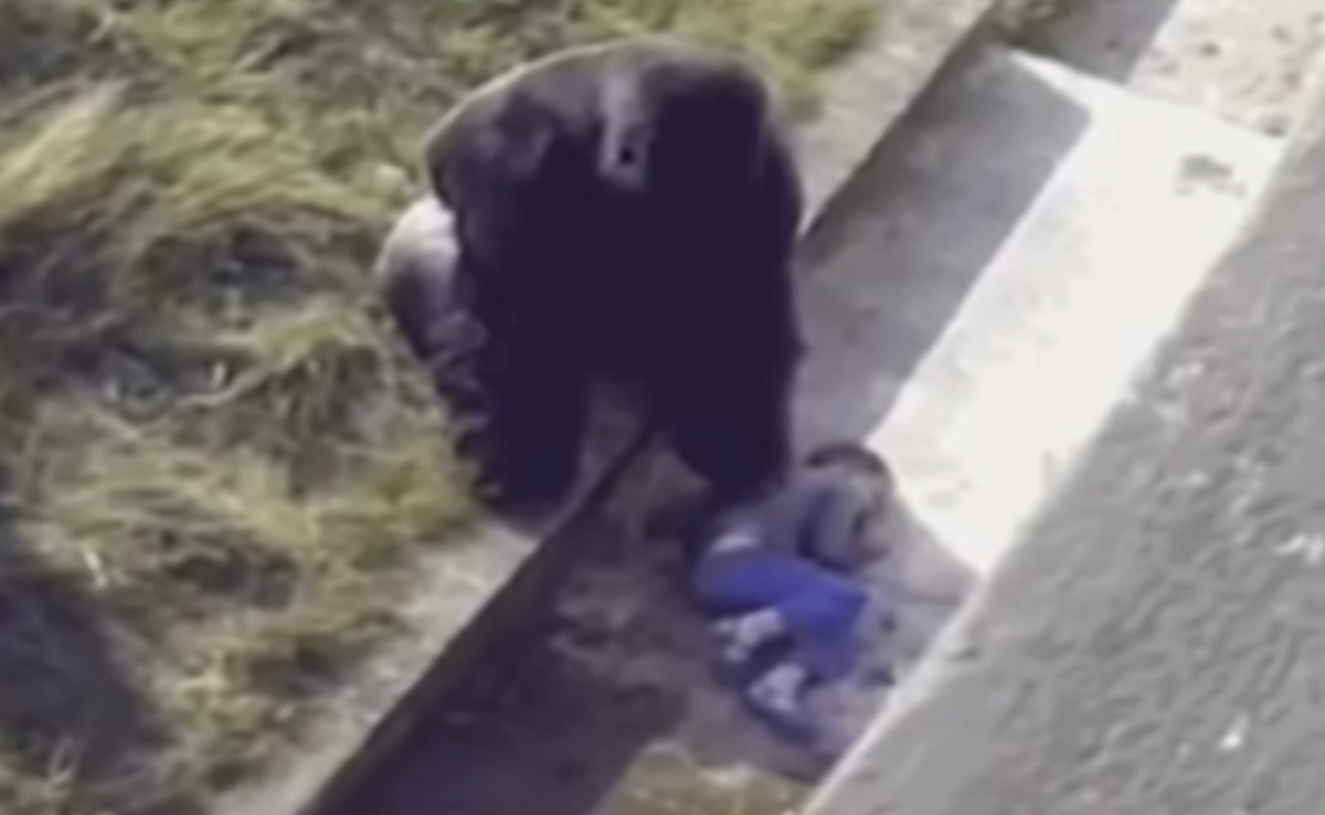 मां के साथ जू में घूमने आया बच्चा गोरिल्ला के बाड़े में गिरा, उसके बाद जो हुआ उसे देख आप कांप उठेगी रूह