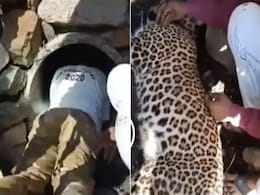 Video: नाले में बुरी तरह फंसा तेंदुआ, जान पर खेलकर शख्स ने निकाला बाहर Video: नाले में बुरी तरह फंसा तेंदुआ, जान पर खेलकर शख्स ने निकाला बाहर