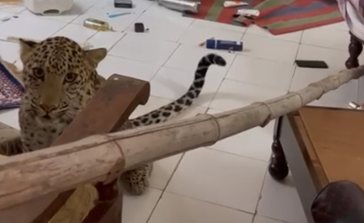 जयपुर के हैरिटेज होटल में घुसा लेपर्ड, टूरिस्ट होटल छोड़कर बाहर भागे, वीडियो हो रहा वायरल