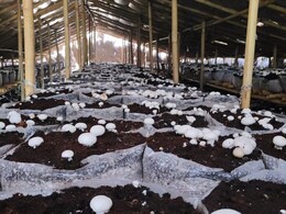 युवा उद्यमियों की प्रेरणास्रोत बने भरतपुर का युवा किसान शिवा सोलंकी, बटन मशरूम की खेती से छाप रहे हैं लाखों