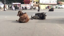 विदिशा में गायों के चलते हो रहे सड़क हादसे, कांग्रेस ने BJP पर लगाए 'गाय' पर सियासत के आरोप&nbsp;
