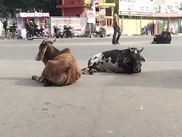 विदिशा में गायों के चलते हो रहे सड़क हादसे, कांग्रेस ने BJP पर लगाए 'गाय' पर सियासत के आरोप  विदिशा में गायों के चलते हो रहे सड़क हादसे, कांग्रेस ने BJP पर लगाए 'गाय' पर सियासत के आरोप