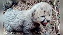 Cheetah Neerva Gives Birth To Cubs At Kuno National Park