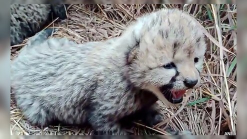 Cheetah Neerva Gives Birth To Cubs At Kuno National Park