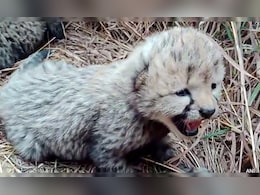 2 Cubs Born To Cheetah Neerva Found Dead At Kuno National Park 2 Cubs Born To Cheetah Neerva Found Dead At Kuno National Park