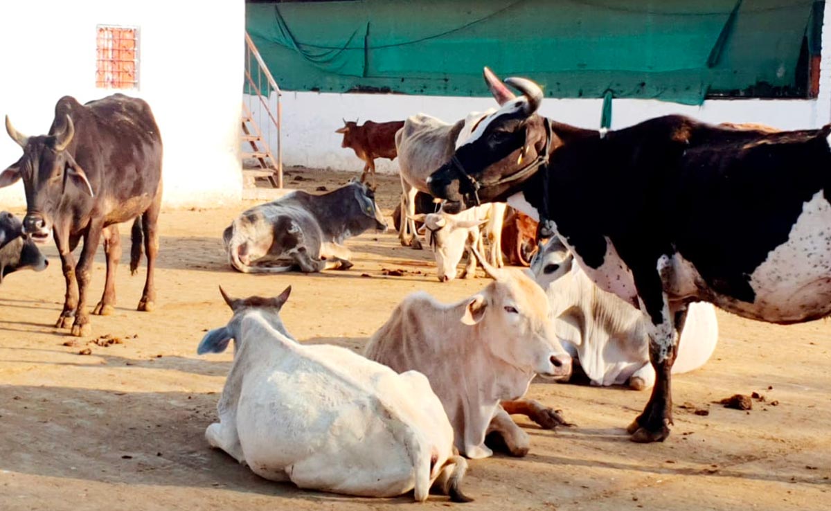 'मोहन' के राज में 'गाय' है बेहाल ! प्रति गोवंश महज ₹ 20  अनुदान, वो भी महीनों नहीं मिलता