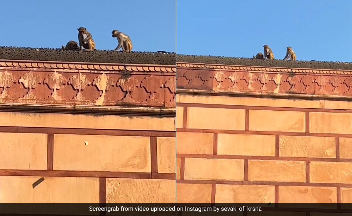 Watch: Monkey Steals Man's iPhone At Vrindavan Temple, Returns It After A 'Deal'