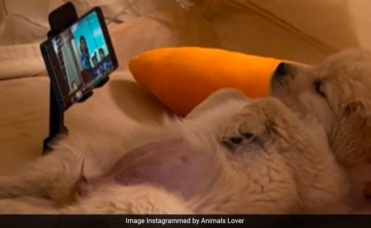 "Mobile Phones First Ruined Humans, And Now Dogs": Video Of Pooch Goes Viral