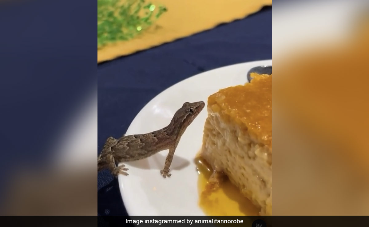 केक का लुत्फ उठाती छिपकली का वीडियो वायरल, लोगों ने कहा - गर्लफ्रेंड का असली रूप...