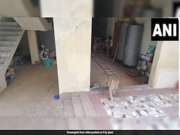 Video: Leopard Enters Residential Area In Gurugram, Injures Man Video: Leopard Enters Residential Area In Gurugram, Injures Man