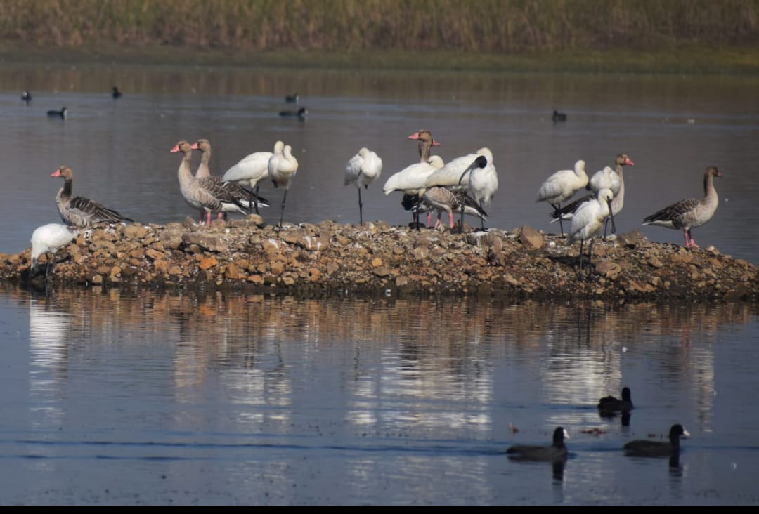National Birds Day 2024: History, Theme, and Significance