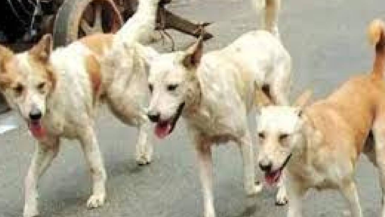 नगर निगम की बैठक नाकाम, कैसे लगेगी आवारा कुत्तों पर लगाम ?