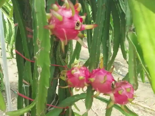 Big Push By Haryana Government For Exotic Fruits Cultivation