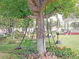 125 सालों से सजा काट रहा है ये पेड़, 24 घंटे जकड़े रहती हैं लोहे की जंजीरें, जानें क्या है कसूर 125 सालों से सजा काट रहा है ये पेड़, 24 घंटे जकड़े रहती हैं लोहे की जंजीरें, जानें क्या है कसूर